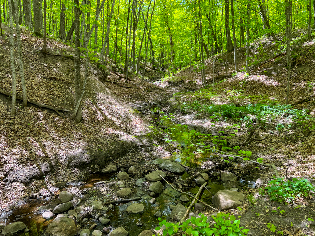 Natural area - Minnesota; early spring green and winter's browns overlap; creekbed